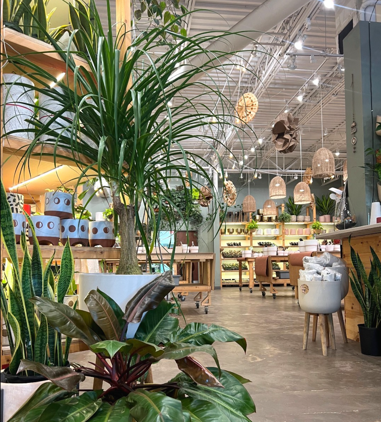 Home Grown Plant Shop interior