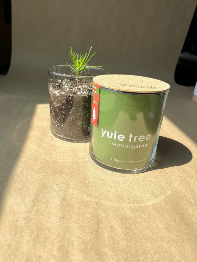 Essential | Yule Christmas Tree