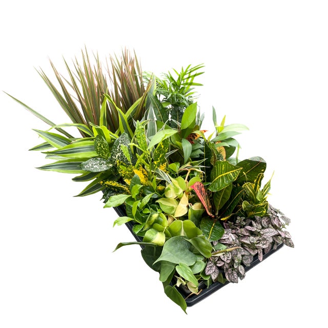 Grower's Choice Houseplant Assortment - 3" Live Plants