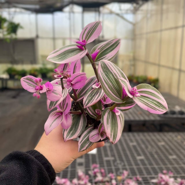 Tradescantia Nanouk - 4" Live Plant