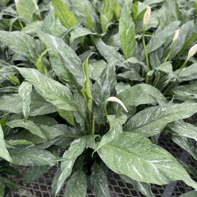 Variegated Peace Lily 'Domino'